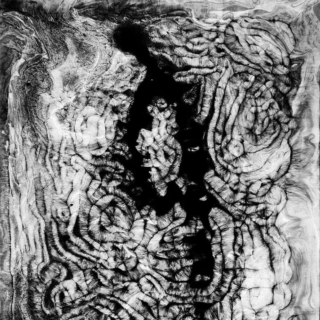 Forests 森林 - Idol Collapse